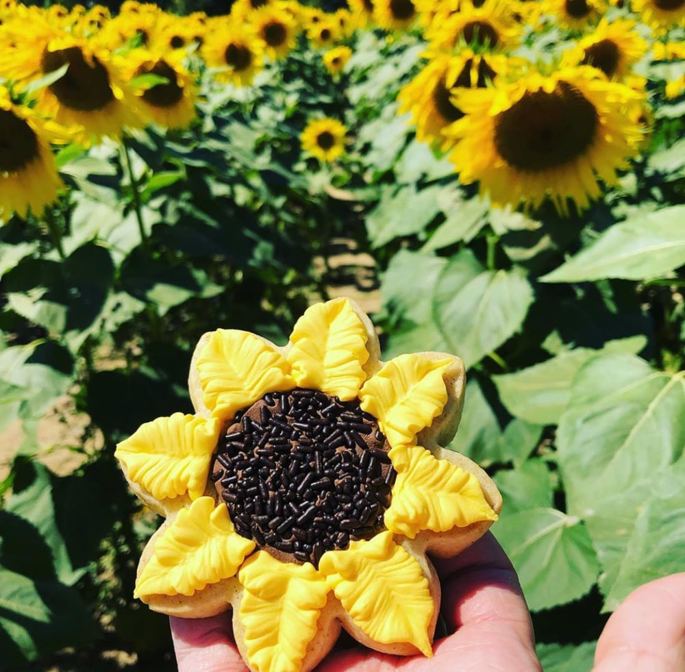 Image of Sunflower Cookies~3 cookies in a gift box. 