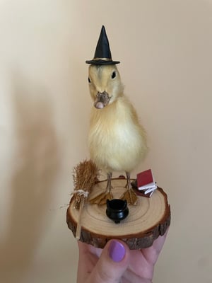 Image of Witchy duckling