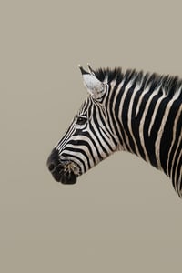Image 1 of Stripes