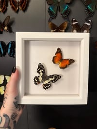Image 1 of Lime Butterfly & Red Lacewing