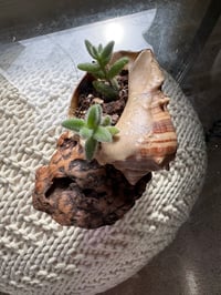 Image 3 of Pickle plant in Driftwood Seashell