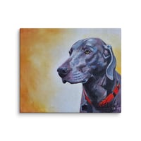 Image 4 of Weimaraner with a Warming Glow