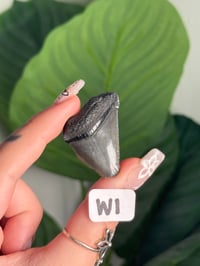Image 23 of SMALL MEGALODON TEETH -SOUTH CAROLINA- CHOOSE YOUR OWN LOT 1