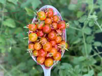Xochitls Seeds - Spoon Tomatoes 