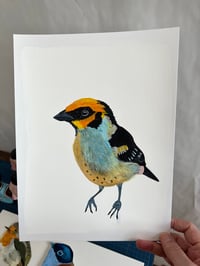 Image 2 of Flame-faced Tanager