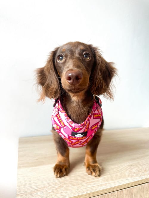 Image of Little Bubba Collection - Adjustable Harness 