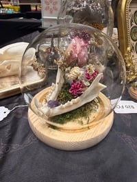 Image 2 of Mammal Jaw Bone Glass Cloche 
