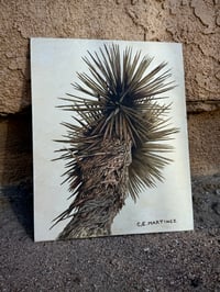 Image 2 of Joshua Tree Study 1