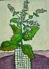 Flowering Mint
