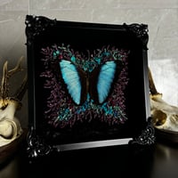 Image 2 of Morpho Deidamia 