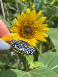 Image 11 of dragonfly