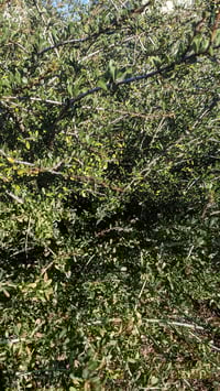 Image 3 of Buckbrush: Ceanothus cuneatus