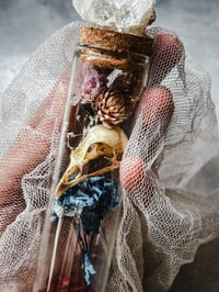 Image 3 of Coturnix Quail Skull 