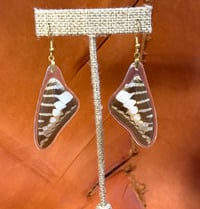 Image 1 of Common Swordtail Forewings - Underside (Brown & Beige)