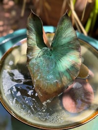 Image 4 of 🐘Elephant Ear Leaf 🌿