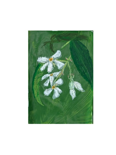 Image of Jasmin étoilé - 1 inflorescence (2)