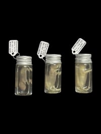 Image 2 of baby mouse wet specimen