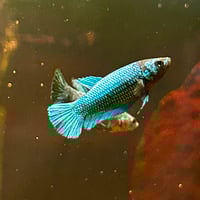 Image of Solid Blue Copper Female Sorority (Plakat)