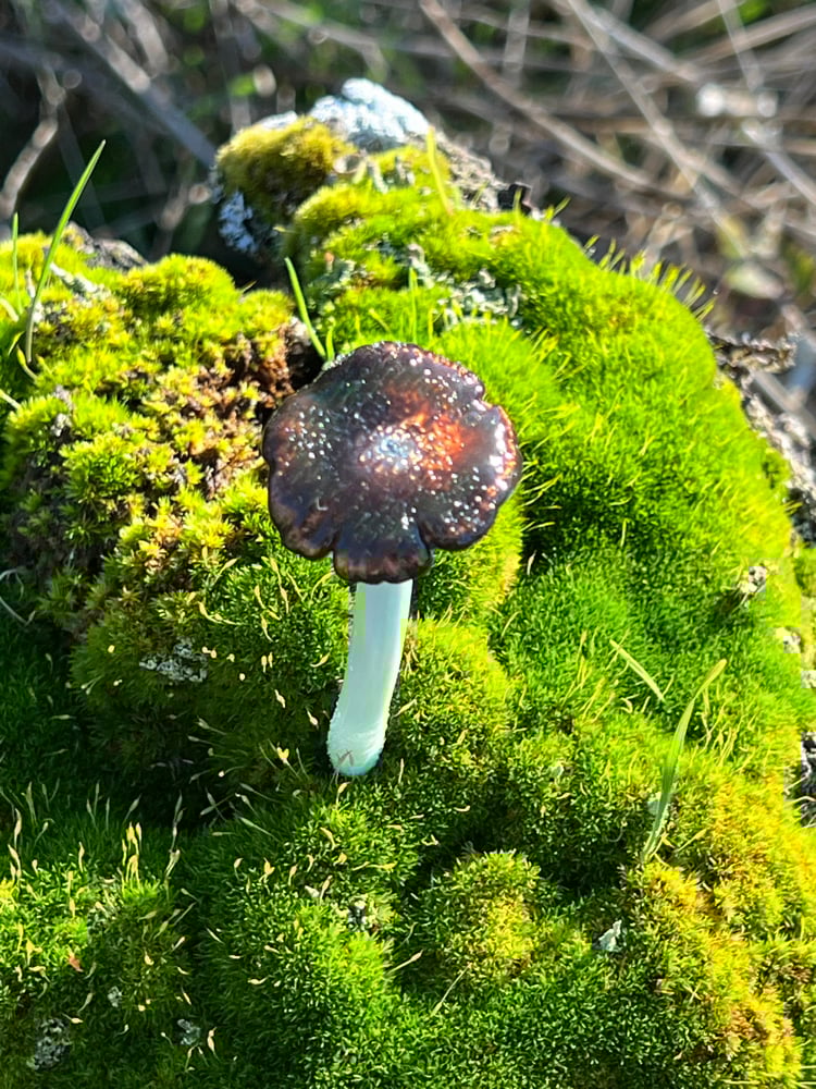 Image of Blue Staining Mushroom Plant Spike 2