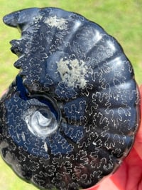 Image 8 of Black Ammonite Fossil With Pyrite | Madagascar #2706