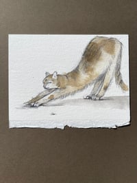 Image 1 of Yoga - Kitty Cat Study