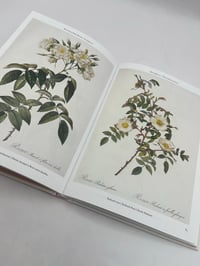 Image 5 of Redouté. Roses