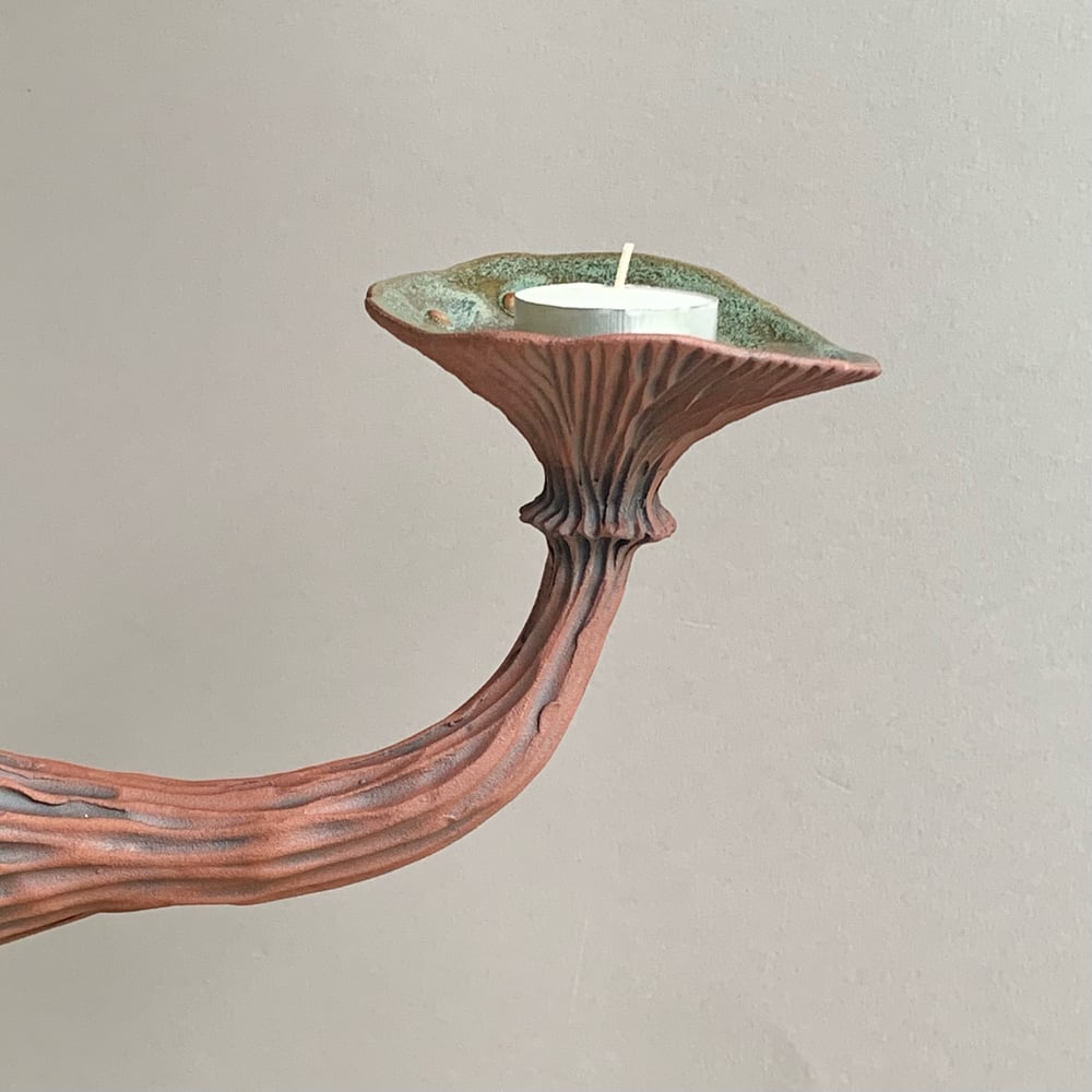 Image of Green Wall Mushroom 