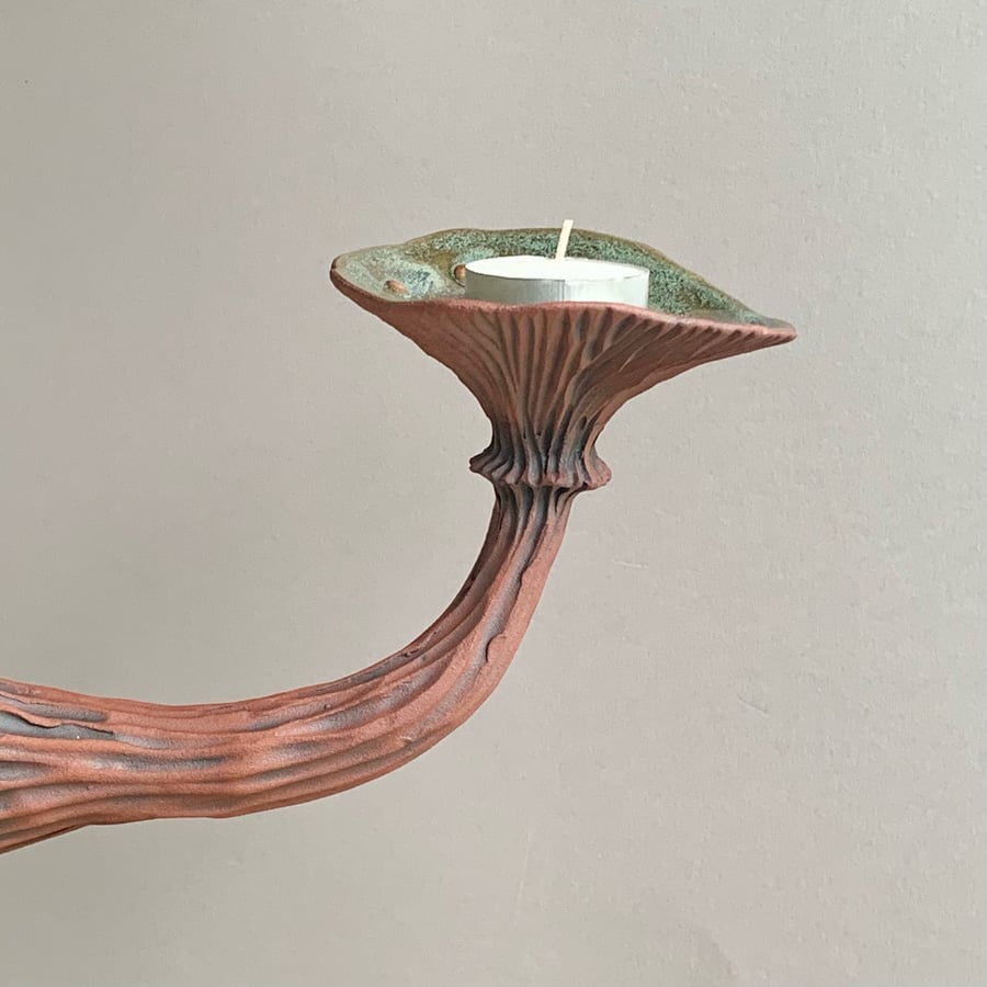 Image of Green Wall Mushroom 