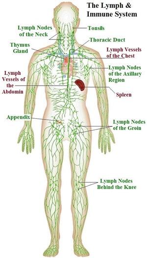 Image of Lymphatic Drainage 