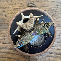 Image 4 of Snake skin  vertebrae  beetle (c, 4 inches)