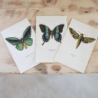 Image 3 of Planches De Papillons (lot De 3).
