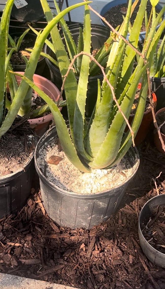 Aloe Vera Leaf