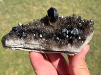 Image 1 of Smoky Quartz Crystal Points Cluster | Brazil #2971