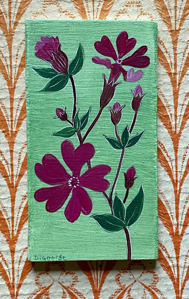 Image of Special order Red Campion