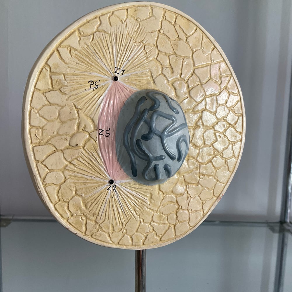 Image of Cell Model