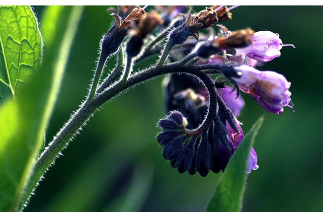 Organic Comfrey Salve 55grams