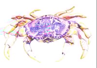Dungeness Crab Print