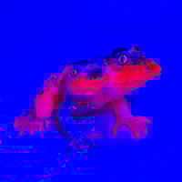 Image 4 of Dragon Fruit Siamese Frog 2025