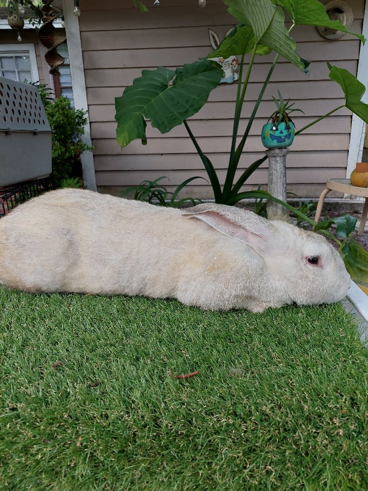 Image of Flemish Giant 5 (Fixed)