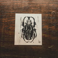 Image 1 of (Cétoine géante) mecynorhina polyphemus