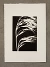Oat Grass 02 - Original Botanical Monoprint  - A4