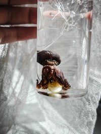 Image 3 of Wet Specimen Baby Octopus