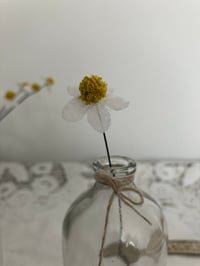 Image 2 of Chamomile 