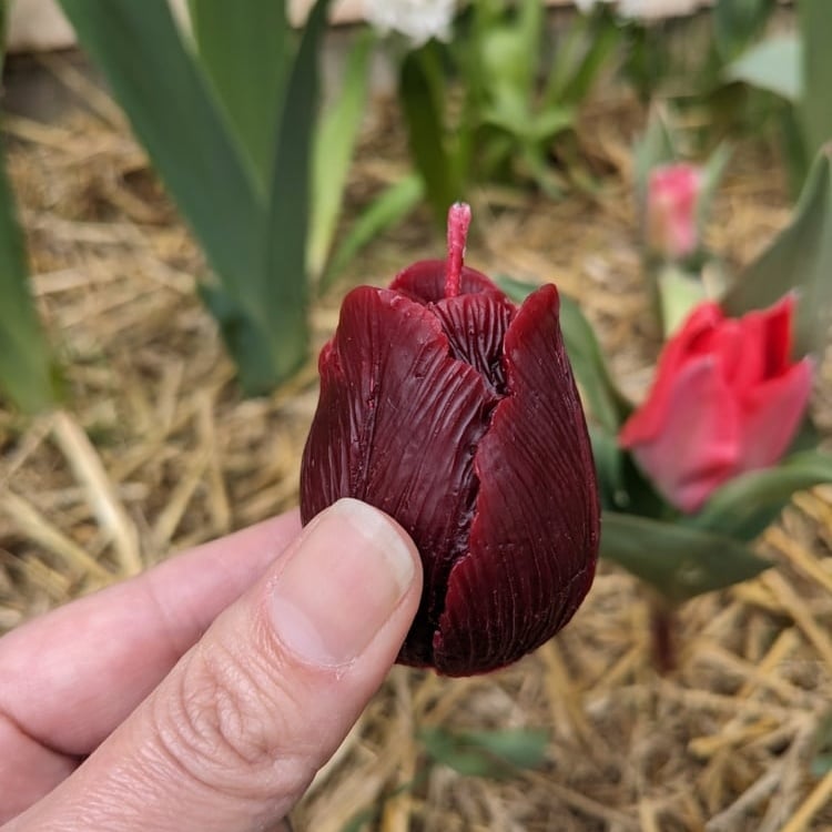 Image of Tulip Candles 