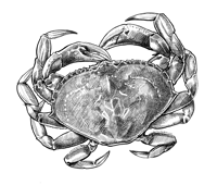 Dungeness crab black-and-white 8" x 8"