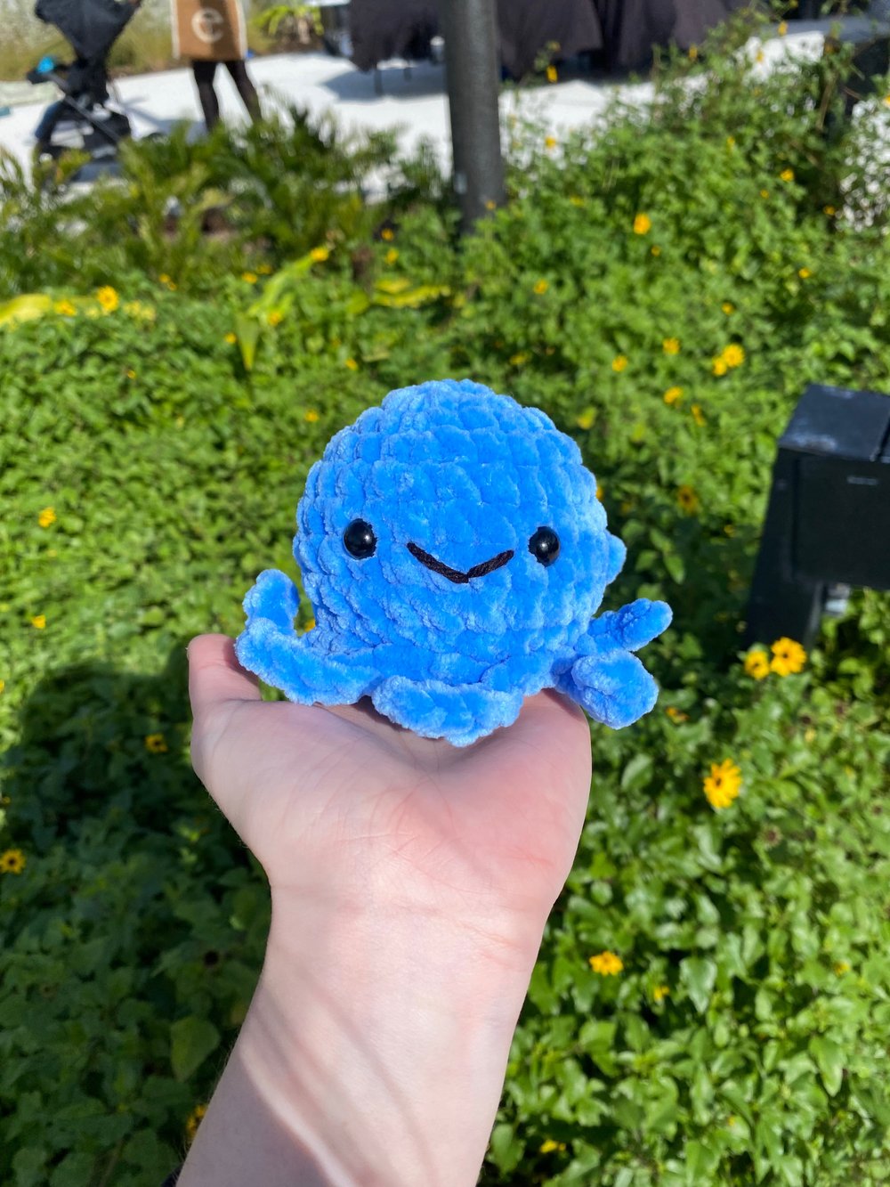 Image of octopus