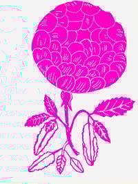 Image 2 of Pink Rose