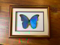 Image 1 of Morpho menelaus