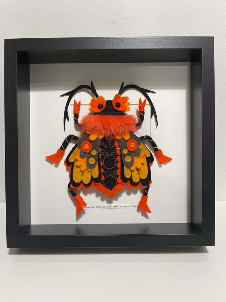 Image of Tangerine-frilled Spotted Transport Beetle