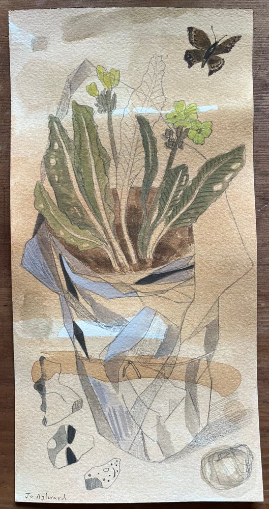 Image of Primula wrapped in tissue.